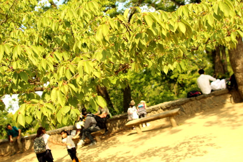 20130603高尾山友人がオフだというので行ってきた。二人だったのでゆっくり写真など撮れてよかったです。今回はすべて現像してみた。色音痴だからつい彩度とかコントラスト上げすぎちゃう。