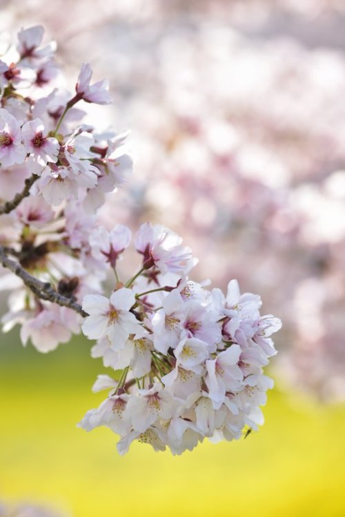 norisunorin: 奈良県　藤原宮跡  Nara Cherryblossom