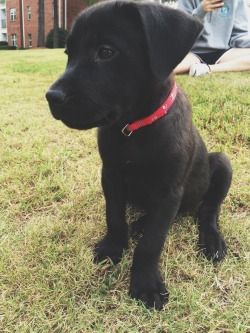 vineyardvines-and-boatshoes:  Is this not the cutest little pup you’ve ever seen 😋