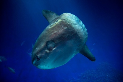 montereybayaquarium:They grow up so fast! When our two young mola mola went on exhibit in August, th