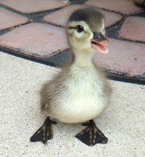 hollywoodtlw:  catsbeaversandducks:  Don’t Be Sad, Look At These Baby Ducks If you didn’t already know, baby ducks are pretty much precious little nuggets of joy. They have been clinically proven to cure depression and disease and all other problems