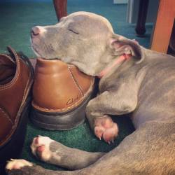 awwww-cute:  This is Luna. Her hobbies include sleeping on shoes and being adorable (Source: http://ift.tt/1LaTy1P)