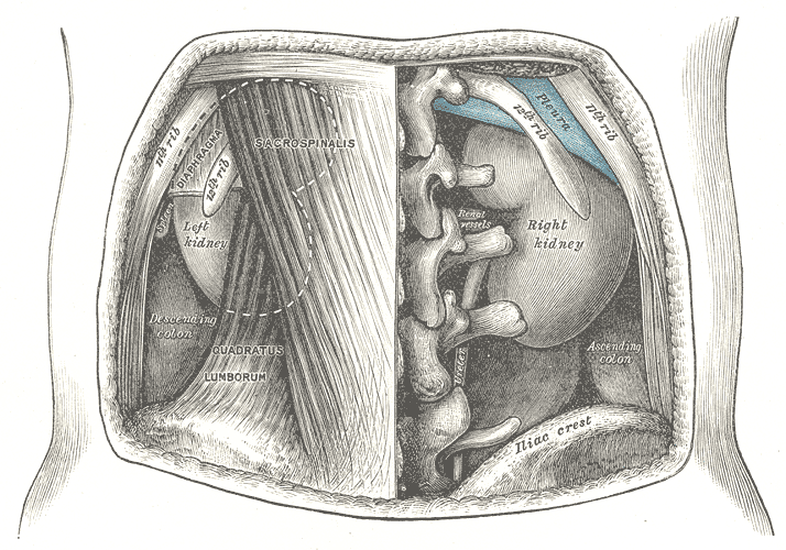 biomedicalephemera:  Anatomy and Position of the Kidney in the body The kidney is
