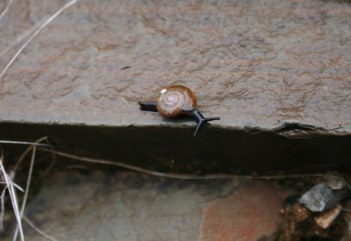 An interesting snail I found on a hike with a friend