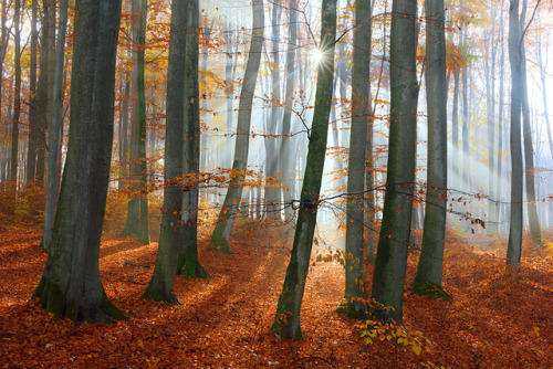 another day … another forest … by Sandra Bartocha