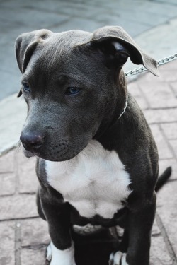 Blue Pitbull