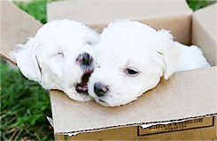 puppygifs:  [x] - Bichon Frise Puppies In A Box 