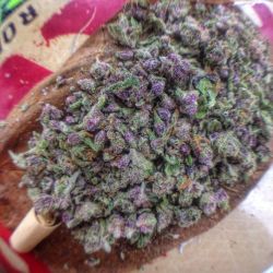 dank-purps:  Tag someone that needs a blunt