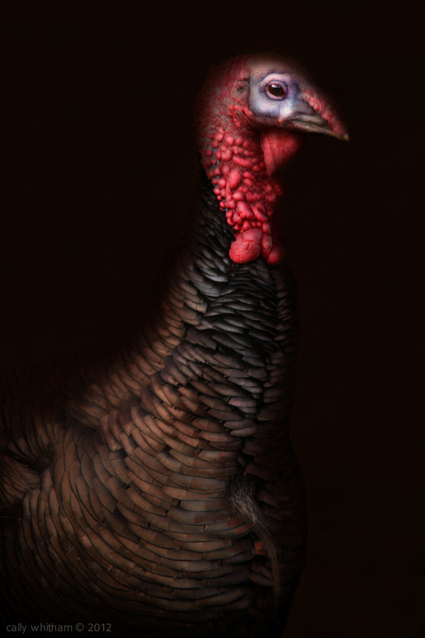 unknowneditors:  Random Assortments - Cally Whitham Cally is a photographic artist