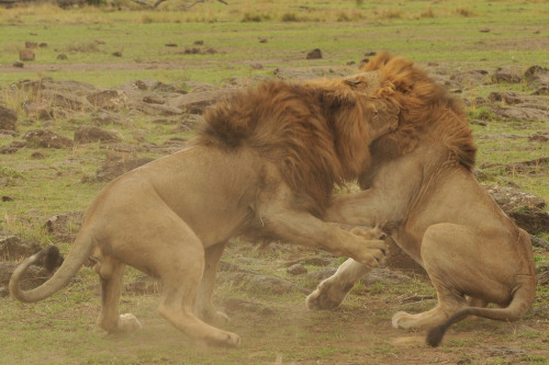 bigcatslions:Photography Anne-Marie Kalus Kenya