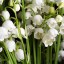 lilyofthevalley93