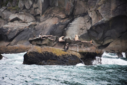 7.22.18 // steller sea lions // AK