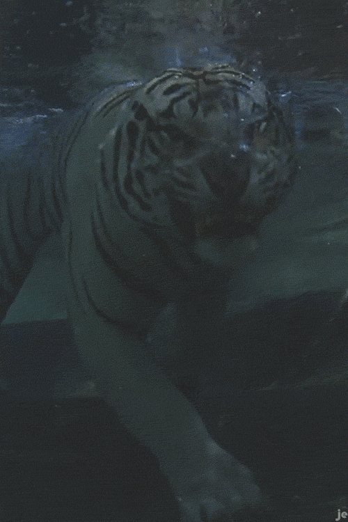 knusprig-titten-hitler:  “Predator mode activated” 