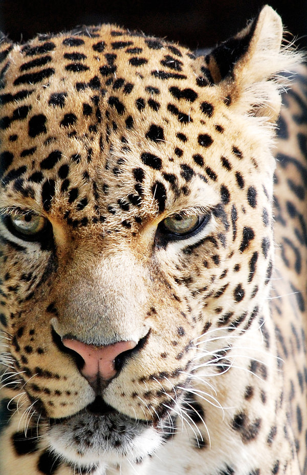 big-catsss:  A walk on the wild side by ~Nikki-vdp 