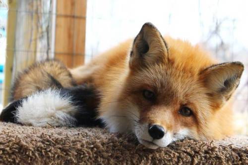 Porn photo everythingfox:  Chillin’Vincent the Fox