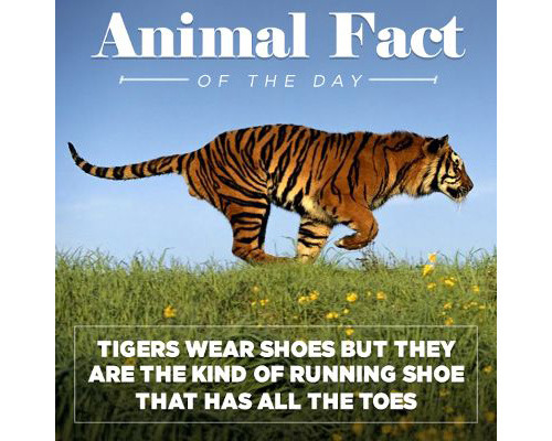 tastefullyoffensive:  Animal Facts of the adult photos