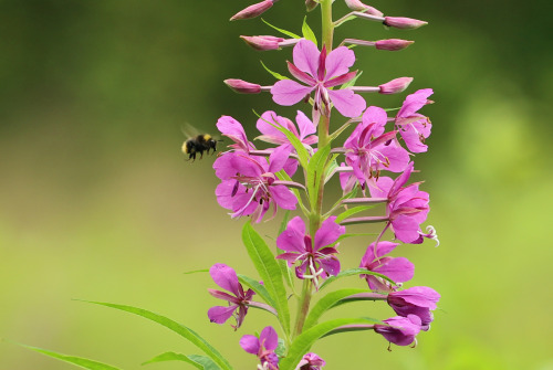 Chamerion angustifolium, commonly known in North America as fireweed, in some parts of Canada as gre