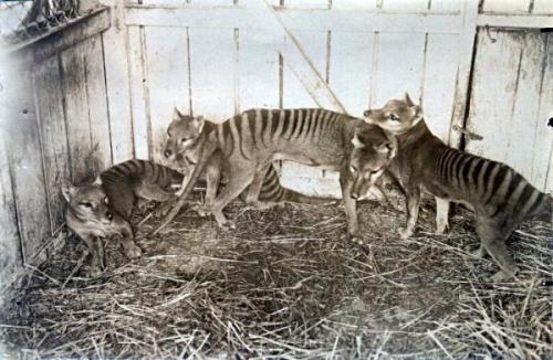 rapax-anamalia:  Pictures and a few videos are all that remain of the now extinct Thylacine, or Tasmanian Tiger.  The last Thylacine died in the Hobart Zoo of exposure in 1935 The rest of its species was hunted into extinction by European settlers. 