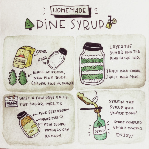 osessiveplantlady: Homemade pine syrup recipe A few weeks ago we made some pine syrup. We collected 