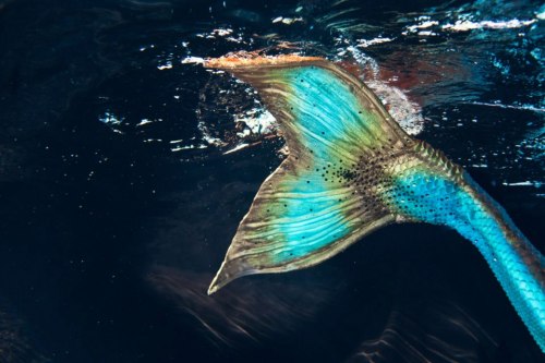 mermaidsirena:  Ambre Saint-Clare a talented Mermaid Performer this week released several new photos from a beautiful photo-shoot she had with Servane Roy Berton, more photos can be seen on her Facebook Page. 