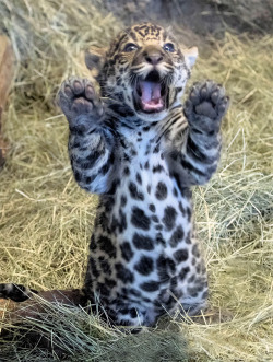 sdzoo:  Jaguar cub cuteness (photos by Nancie