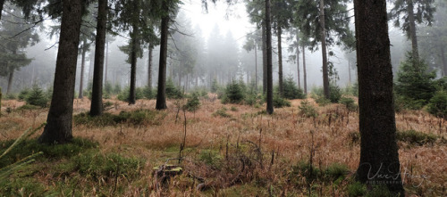 uwhe-arts:smell the scent of the forest …| uwhe-arts