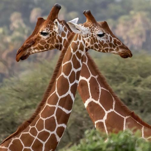 Reticulated Giraffe duo in a pose at Samburu NP from #behindthelens of #wildographer @beauty_of_life