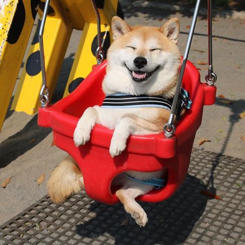 Say Hello to Uni, Perhaps the Happiest Shiba Inu in All of Japan Who Loves Playground Equipment