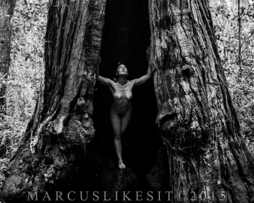marcuslikesit:  Bound in a Redwood Forest in California Potography and Tying by Marcuslikesit (leave the credits intact when reblogging) 