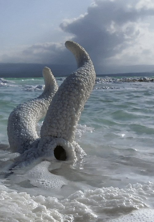 princesszeitgeist:  Animal skull in a salt lake