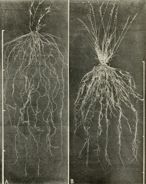 nemfrog:  The roots system of two grasses.