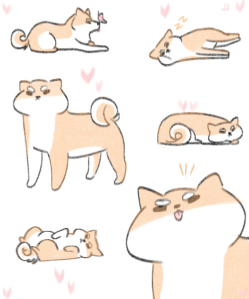 jjhoa:i lOVE!! SHIBAS1!!! SO MUCH!!!!♡♡♡♡