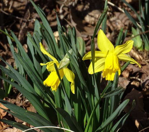 forsythiahill:Thrilled to see the first Spring flowers blooming on Forsythia Hill in Charlottesville