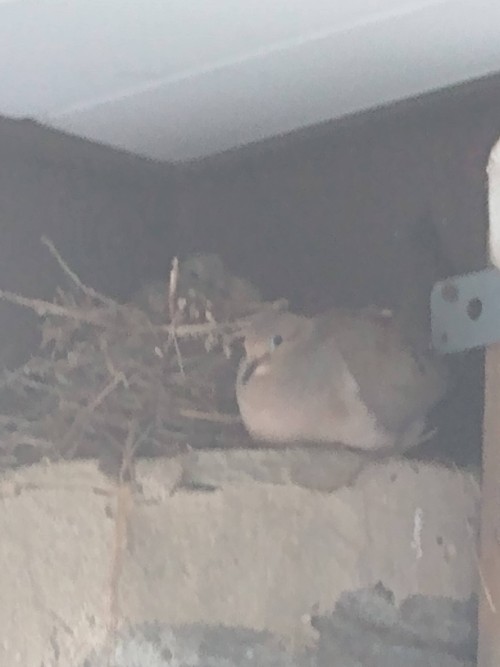 So At The End Of July A Mama And Papa Dove To Over S Robin Nest And There Was A Baby Dove With Mama Dove