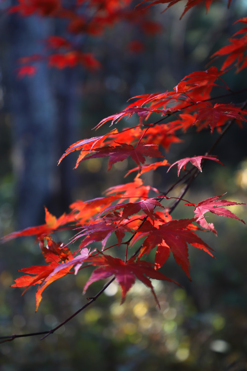 Catching the light -Japanese Maples irridescent in the late autumn morning sun.  One last glorious s