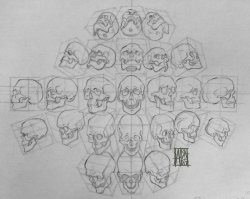 drawingden:  Ultimate skull study // head