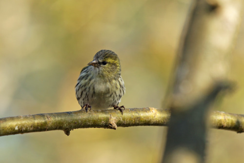 A beautiful little lady, the Eurasian siskin (Grönsiska).