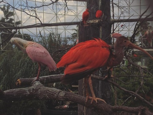 #oceanografic #valencia #pelicanos #aviario #animals #zoo #colourful #birds #spain #wild (à Oceanogr