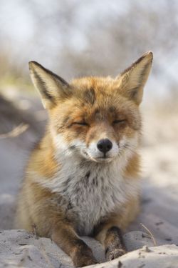 wolverxne:  Fox On The Beach ~ by: Angela Louwe 