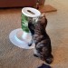 fbwzoo:fbwzoo:Imagine thinking you should toss your cat outside to get hit by a car or eaten by a coyote because there’s justNoPossibleWayToGiveThem EnrichmentInside.Imagine if there was only a way to increase space for your cat inside.There’s