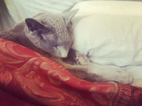 Mr. Zephyr sleeping like a person.#catsofinstagram #russianbluecatsrule #handsomecat #sleepysunday