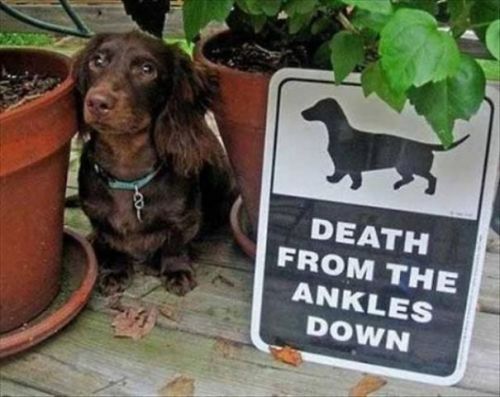 foodfightme: awesome-picz: Dangerous Dogs Behind “Beware Of Dog” Signs. Joey has killed more than