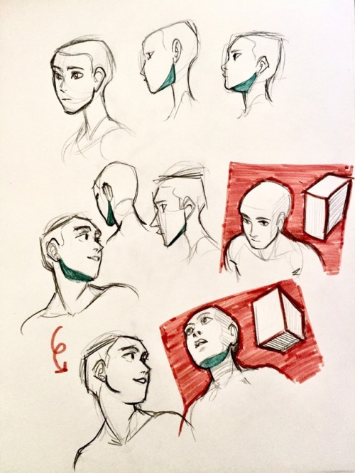 sabertoothwalrus:  sabertoothwalrus: a study on drawing heads at different angles :V hey look I decided to add photos in case that’d be more helpful there are two distinct borders of this shape: the jawline, which is rigid, and the underside of the