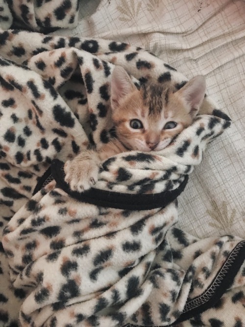 i-justreally-like-cats-okay:lil hazel found a home n a warm blanket to roll around in