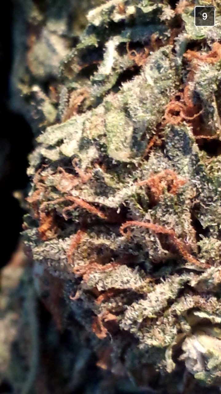 mrs-420:  m0nster9 your bud is so pretty. Always.