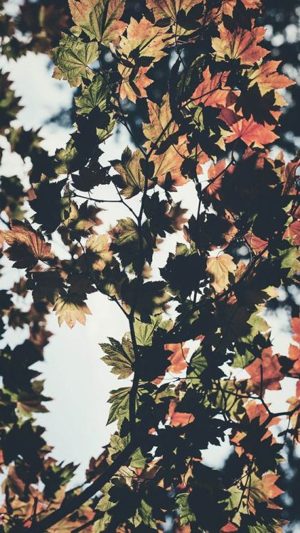 dayum-wallpaperstho:even though there’s no autumn in where i live, i still love seeing these picture