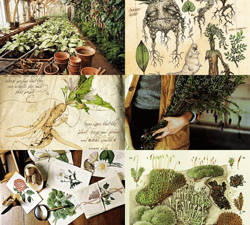 alishenciya - Hogwarts subjects | HerbologyHerbology is the...