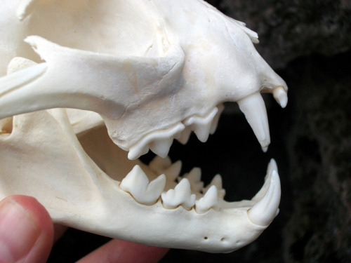 shadyufo:shadyufo:House Cat vs Bobcat SkullsMost obvious difference between the two is the tiny prem
