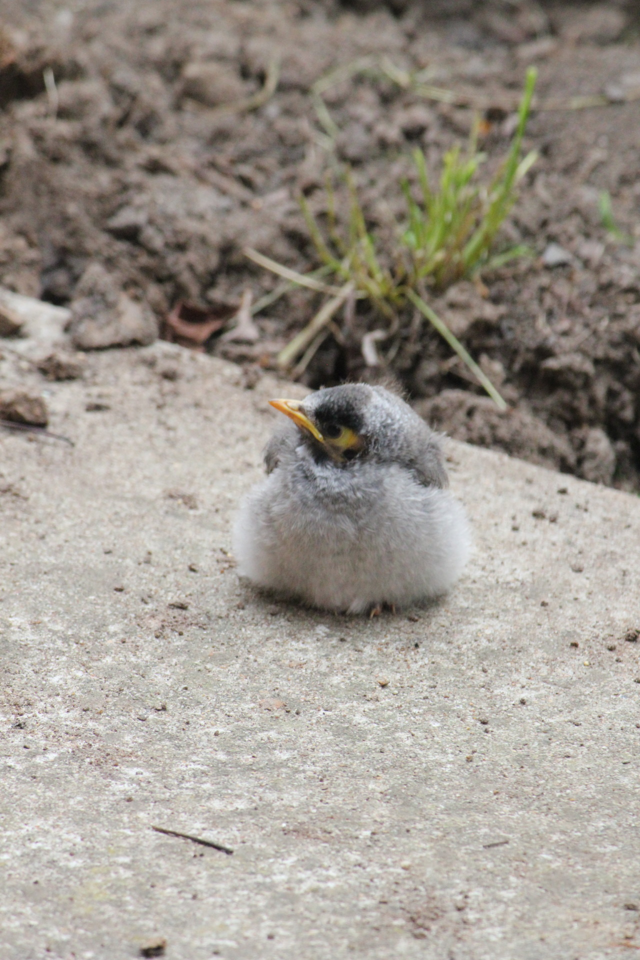 importantbirds:  pixiedom:Throwback to that time a baby floof lived in my garden