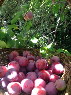 ediblegardensla:  Picking plums in a garden in Santa Monica.  A friend invited me over to come see her plum tree.  It was one one of the most beautiful fruit trees I have seen and the plums were just ripening.  We spent the afternoon picking plums